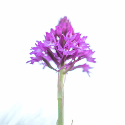 Pyramidal orchid, the poetic way