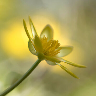 Speenkruid, vang het icht