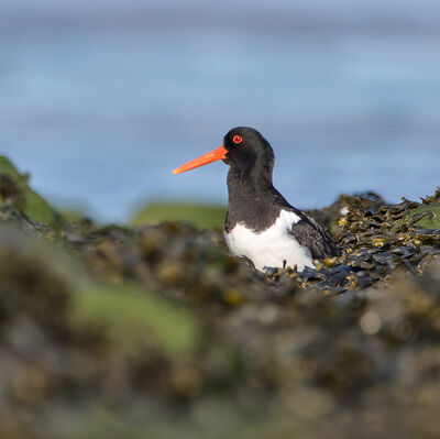 Scholekster tussen het wier