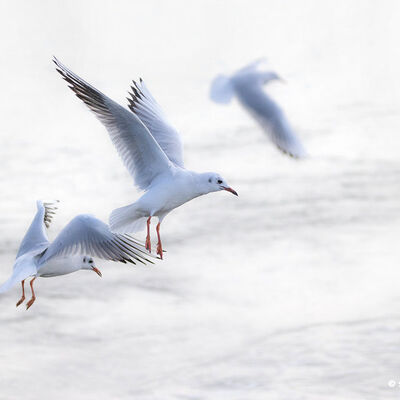 Als een meeuw in de wind