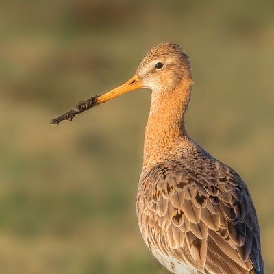 Grutto portret (limosa limosa (v))