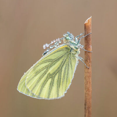 witje op oude pitrusstengel