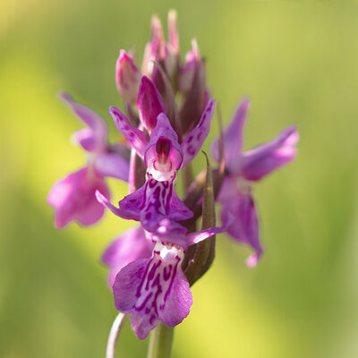 Marsh orchid (rietorchis, knabenkraut, dactylorhiza majalis)