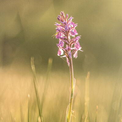 Last light - gevlekte rietorchis