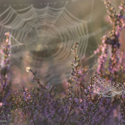 Signalen van een naderende herfst