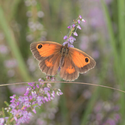 Underlined - oranje zandoogje
