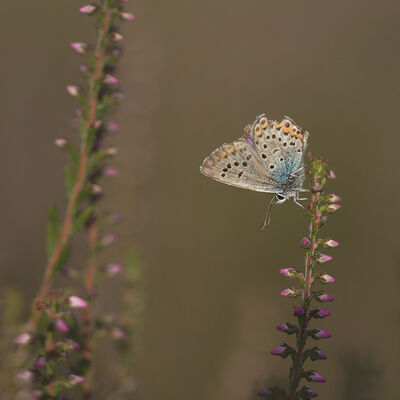 Heideblauwtje in het spotlicht