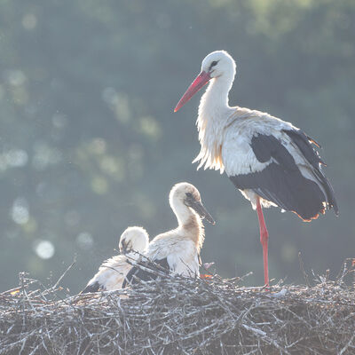 Ooievaar met twee jongen op nest