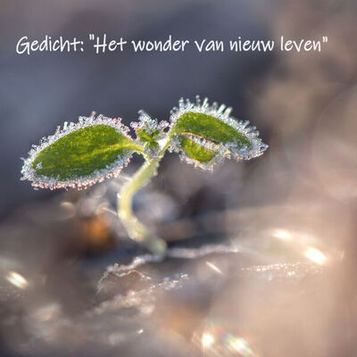 Pictures and poems, in woord en beeld
