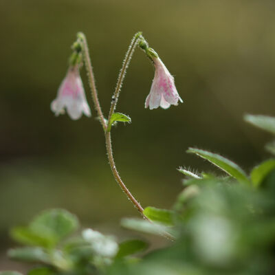 Twinflower