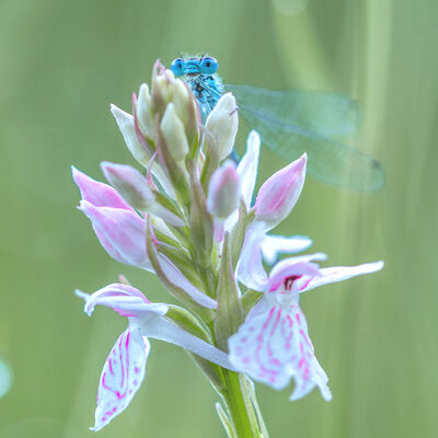 Rietorchis met bijvangst