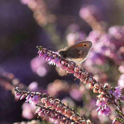 Eén van de laatste vlinders van het seizoen