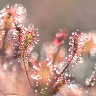 Droplets - sundew