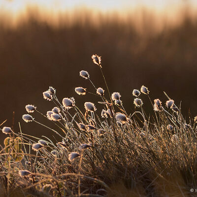 Tussock cottongrass in golden morning light