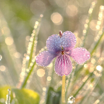 Bestrooid met parels - moerasviooltje