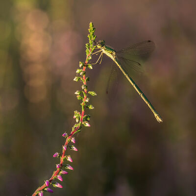 Metallic green and purple