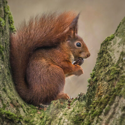 Red squirrel in walnuttree