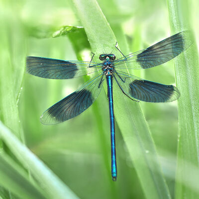 Weidebeekjuffer (calopteryx splendens)