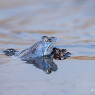 Mating moorfrogs (2)