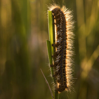Butterfly to be : Rietvink (Euthrix potatoria)