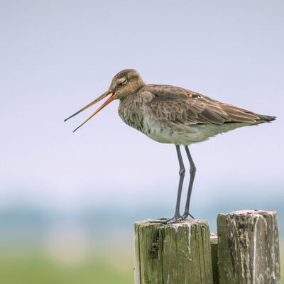 Een jonge moeder? - grutto