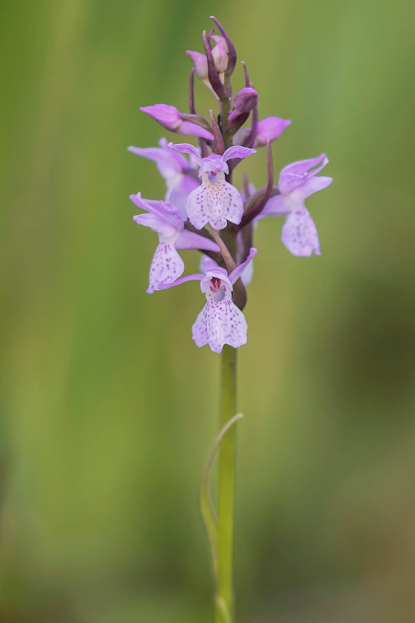 Bijna exotisch - rietorchis