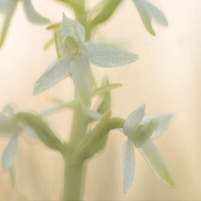 Zeldzame schoonheid - welriekende nachtorchis