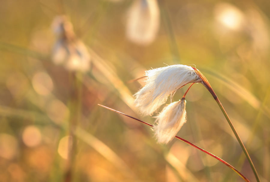 Wuiven op de wind - veenpluis