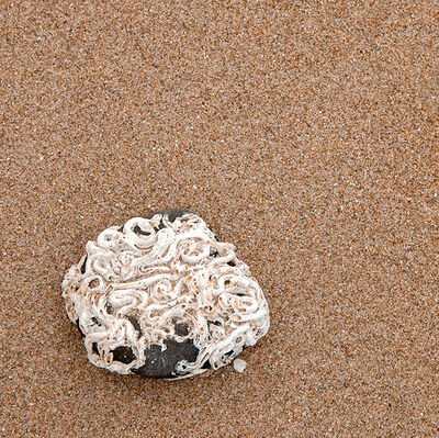 Fossil on the beach
