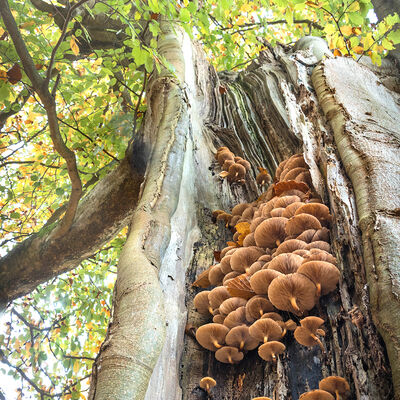 Being eaten from the inside out Old beech tree