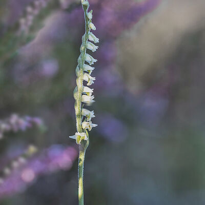 Autumn ladies tresses