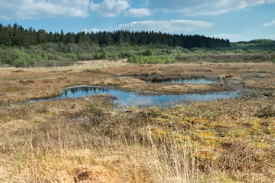 The Brackvenn in eastern Belgium on a sunny day in Spring