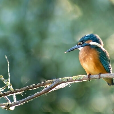 Kingfisher