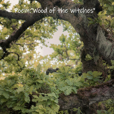 Wood of the witches