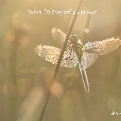 A dragonfly's prayer