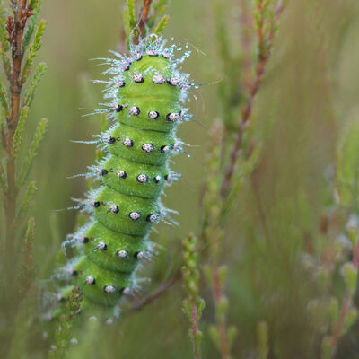 Rups van de nachtpauwoog