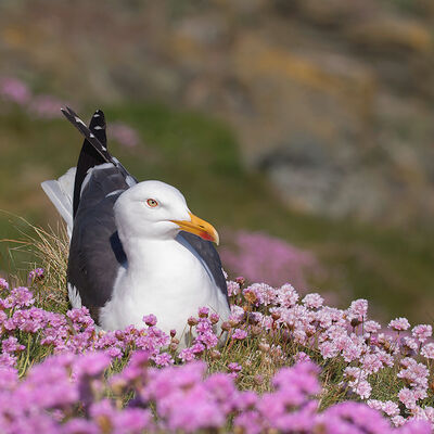 Kleine mantelmeeuw op de kliffen