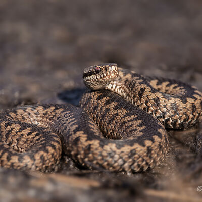Adder (vipera berus)