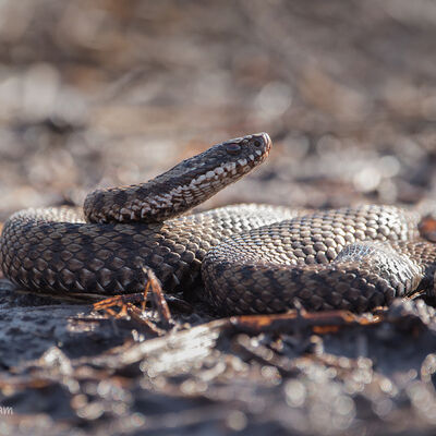 Adder in tegenlicht