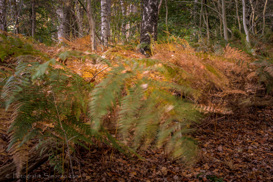 Varens in beginnende herfsttooi, landgoed Bantam