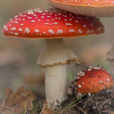 Groepje vliegenzwammen