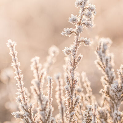 Heather in white bloom