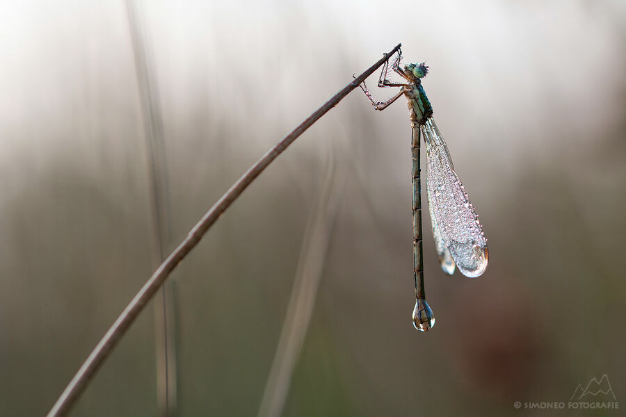 Covered in dew