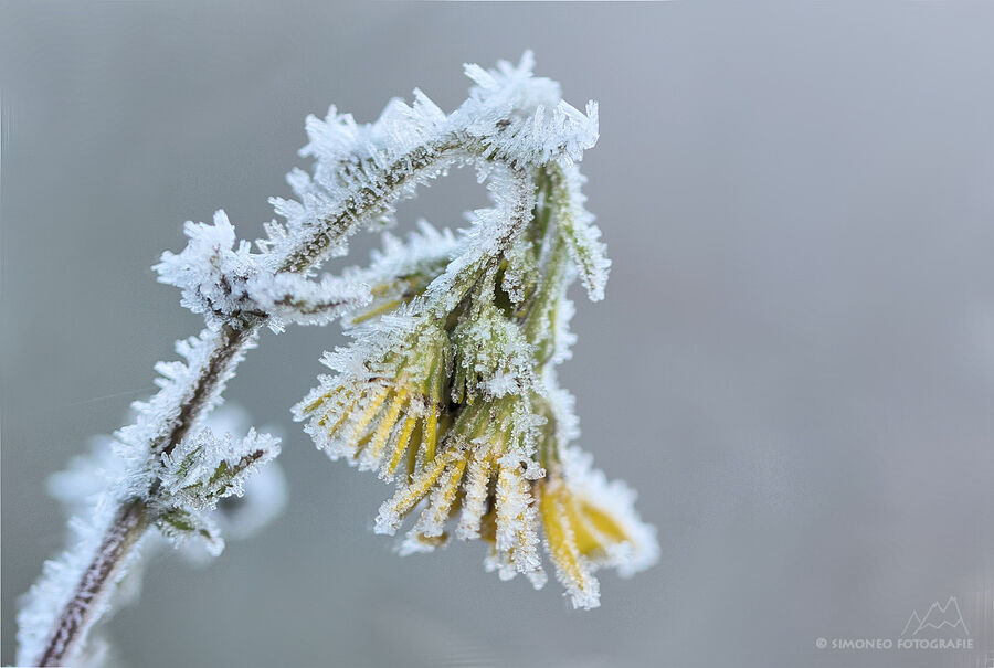 Frozen