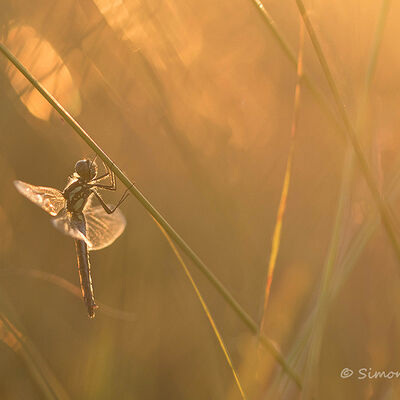 Breekbaar Breekbaar (sympetrum dabnae)
