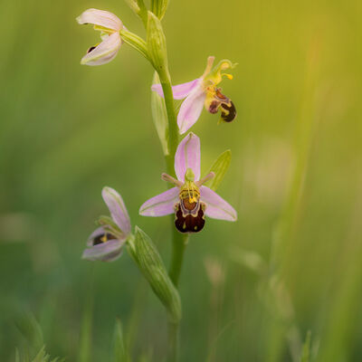 Bijenorchis in het zonnetje