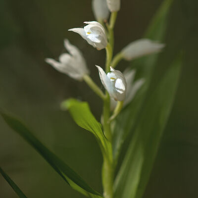 Gratie in optima forma: wit bosvogeltje (cephalanthera longifolia)