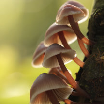 Burgundy drop bonnet/bloedsteelmycena