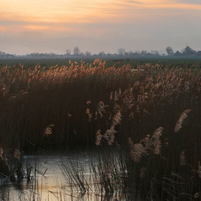 Spotlight on the reeds, Volendam