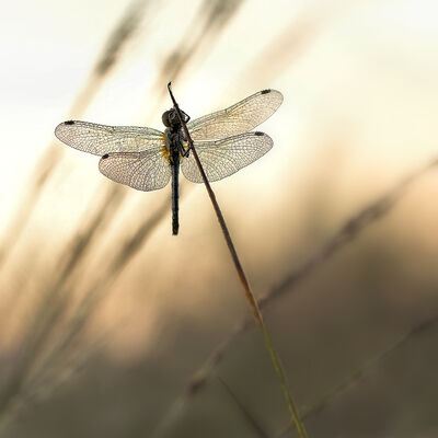 Libel in de morgenstond